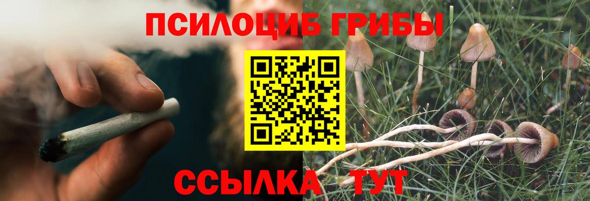 Псилоцибиновые грибы Psilocybe Орехово-Зуево